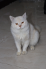 Pearl Colored Persian Cat
